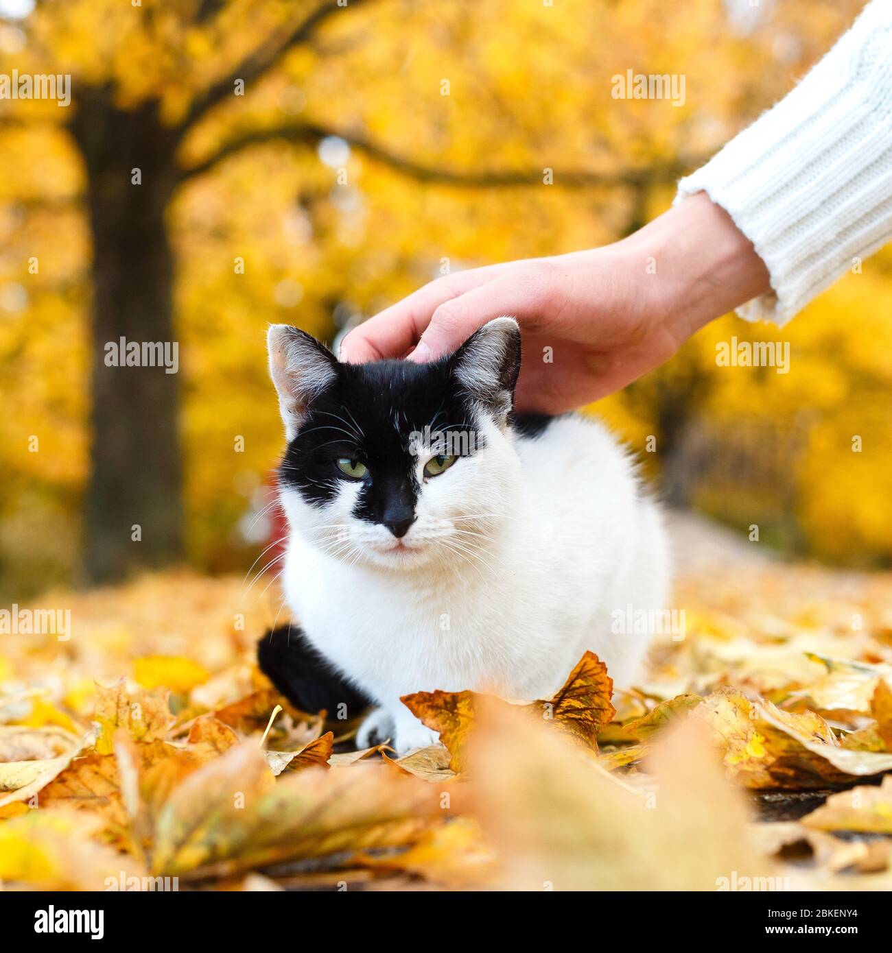 main masculine qui a caressé le chat dans le parc d'automne, assis dans des feuilles jaunes Banque D'Images