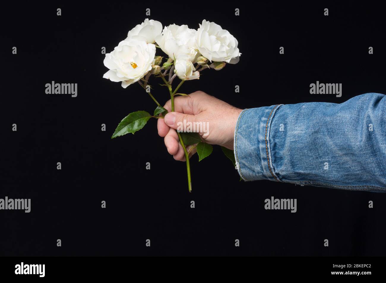 rose rose rose, fleur qui symbolise l'amour, la passion, le romantisme. Fleur de printemps avec beaucoup de sens symbolique. Pour toute célébration, c'est le f approprié Banque D'Images