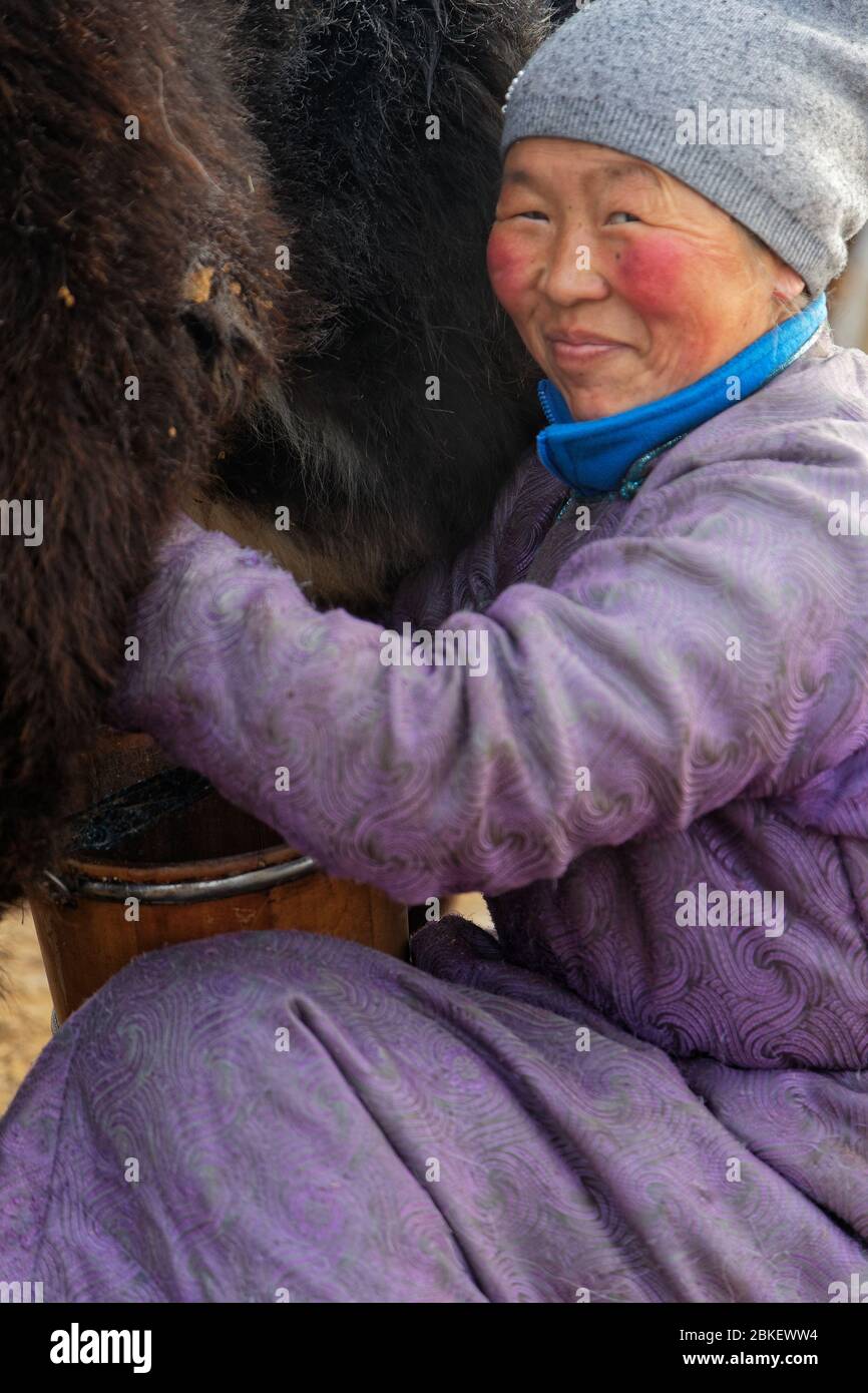 RENCHINLKHUMBE, MONGOLIE, 4 mars 2020 : une femme mongole traite une vache dans son écurie extérieure. Banque D'Images