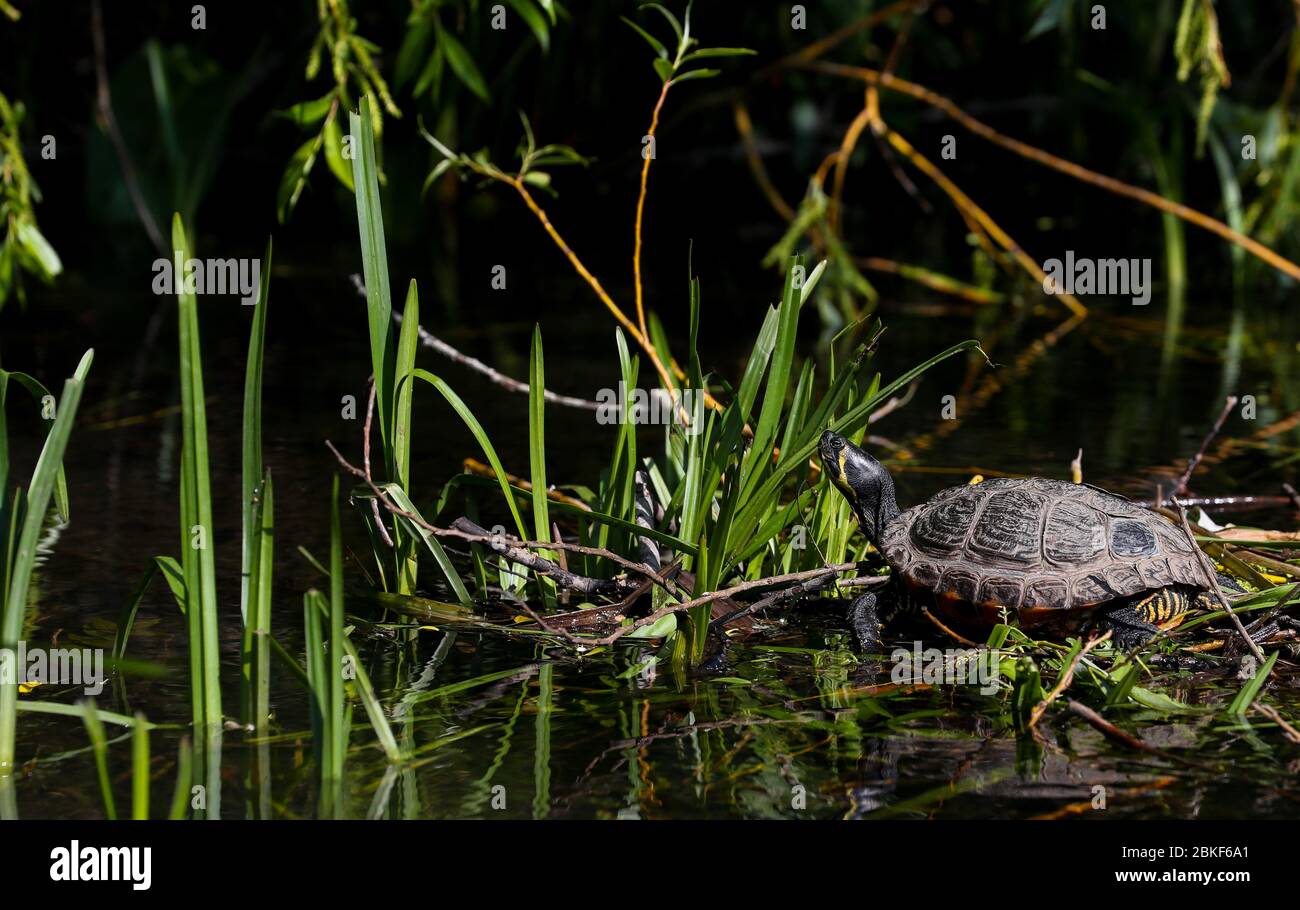 Londres, Royaume-Uni. 4 mai 2020 une tortue à ventre jaune (Terrapin à ventre jaune), glisseur, se baissant au soleil de printemps, naturalisée et sauvage vivant dans la rivière Duke of Northumberland (affluent de la Tamise), derrière le terrain de rugby de Twickenham, maintenant une station d'essai Covid-19. Crédit: Andrew Fosker / Alay Live News Banque D'Images