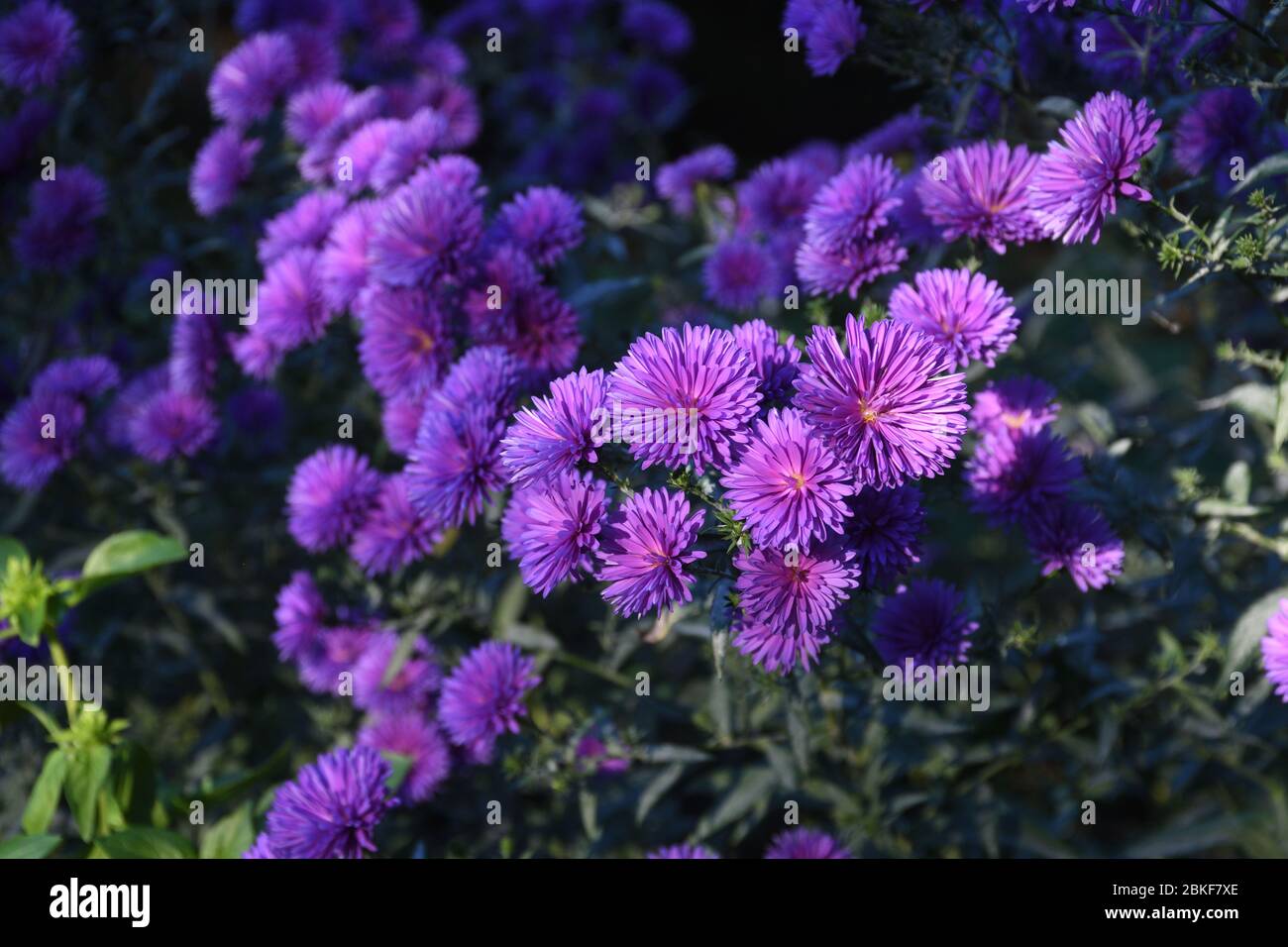 Petit Petit Bush Violet De Fleurs Roses Dans Le Jardin De La Maison Image De Concept De Jardinage Fond De Carte De Fleurs Pour Joyeux Anniversaire Ou Saint Valentin Photo Stock Alamy