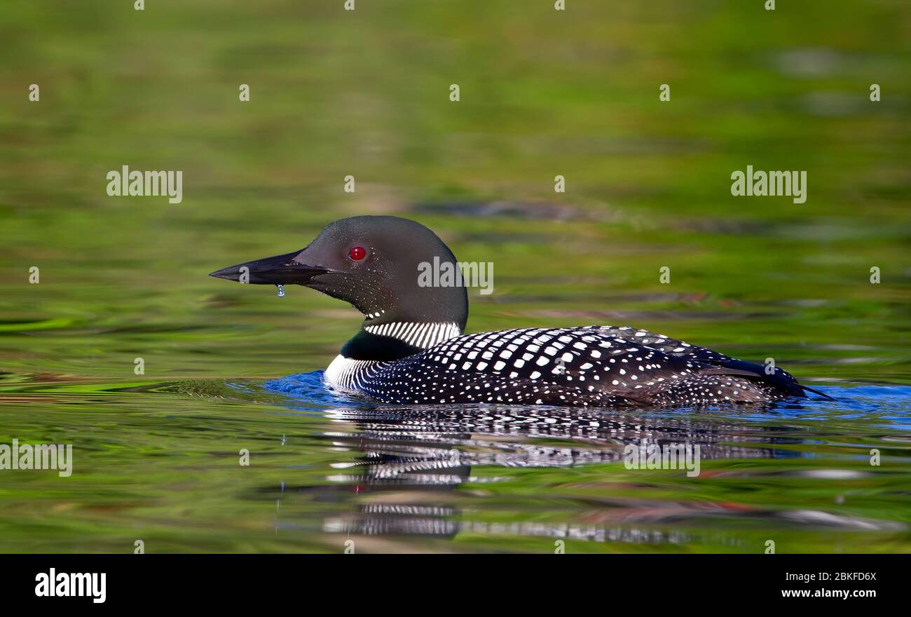 Le Loon commun (Gavia immer) nage sur un lac coloré réfléchissant en Ontario, au Canada Banque D'Images