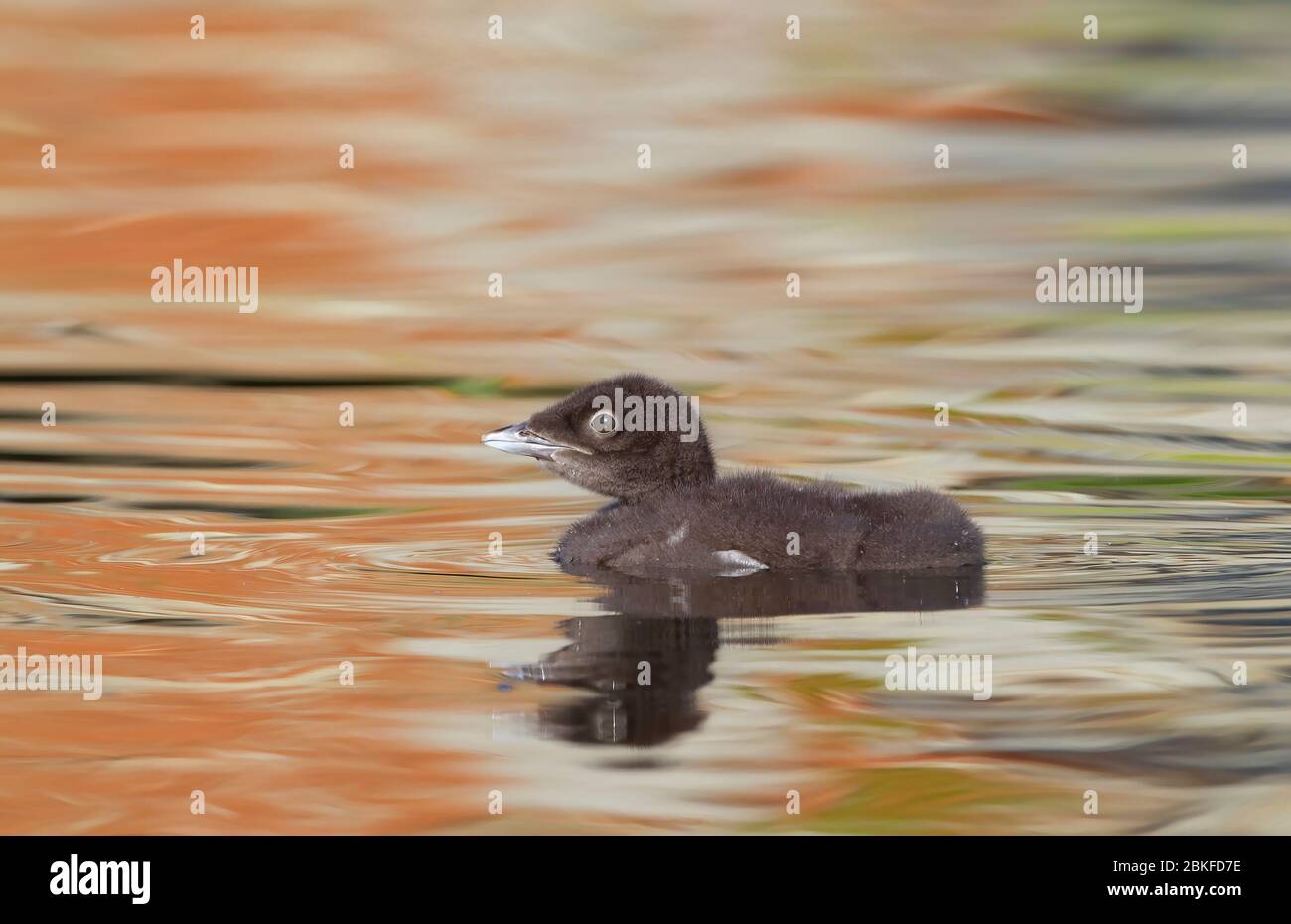 Poussin de Loon commun (Gavia immer) nageant sur un lac vert réfléchissant en Ontario, Canada Banque D'Images