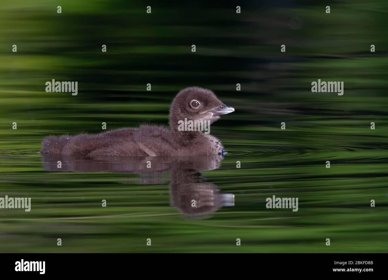 Poussin de Loon commun (Gavia immer) nageant sur un lac vert réfléchissant en Ontario, Canada Banque D'Images