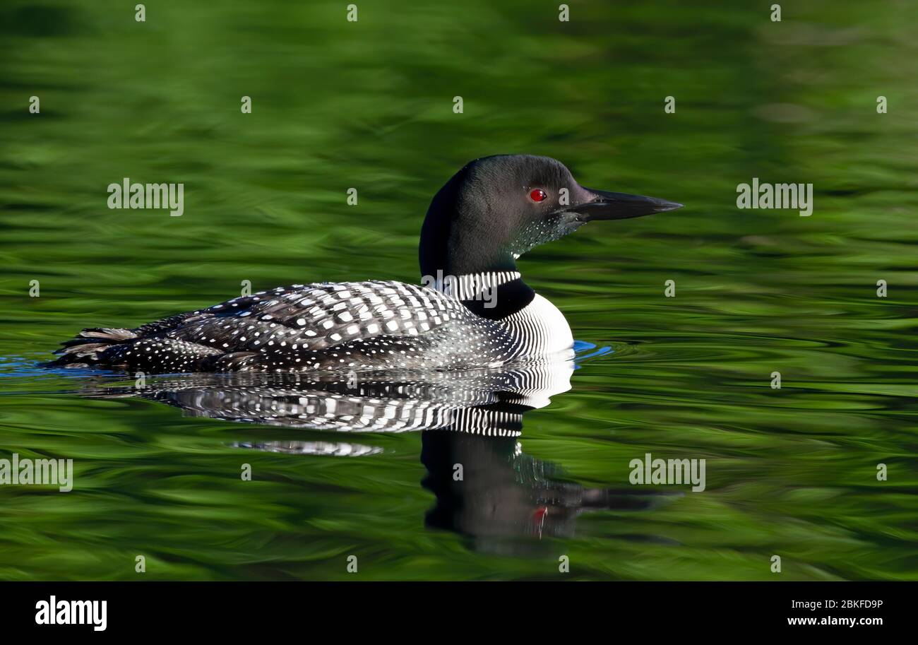 Le Loon commun (Gavia immer) nage sur un lac coloré réfléchissant en Ontario, au Canada Banque D'Images