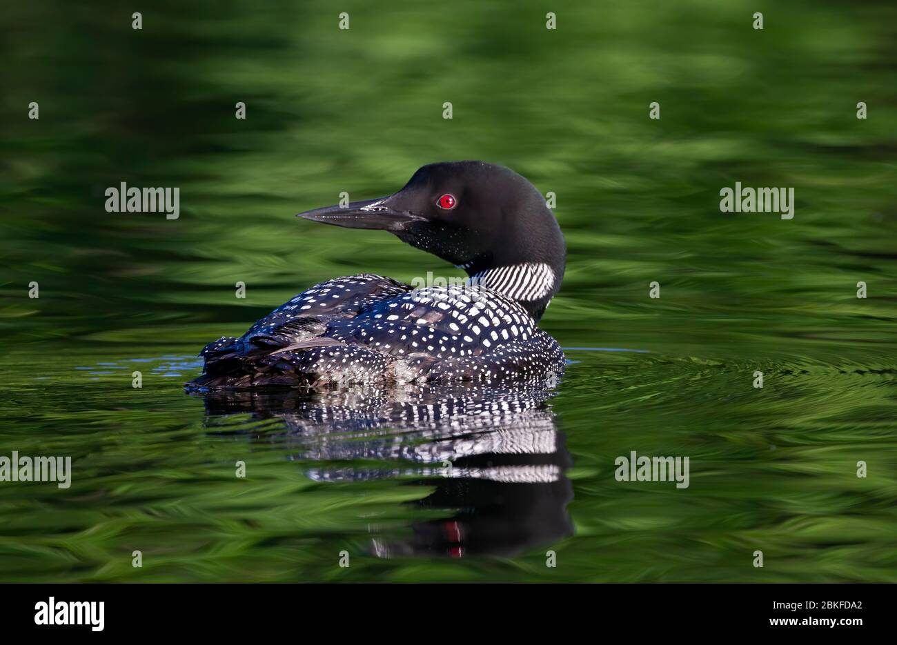 Le Loon commun (Gavia immer) nage sur un lac coloré réfléchissant en Ontario, au Canada Banque D'Images
