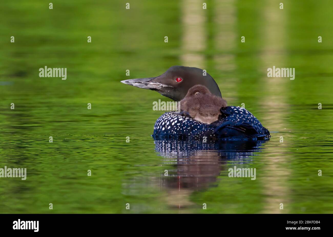 Common Loon (Gavia immer) en gros plan, en nageant avec une poussin sur le dos, sur Buck Lake, ont., Canada Banque D'Images