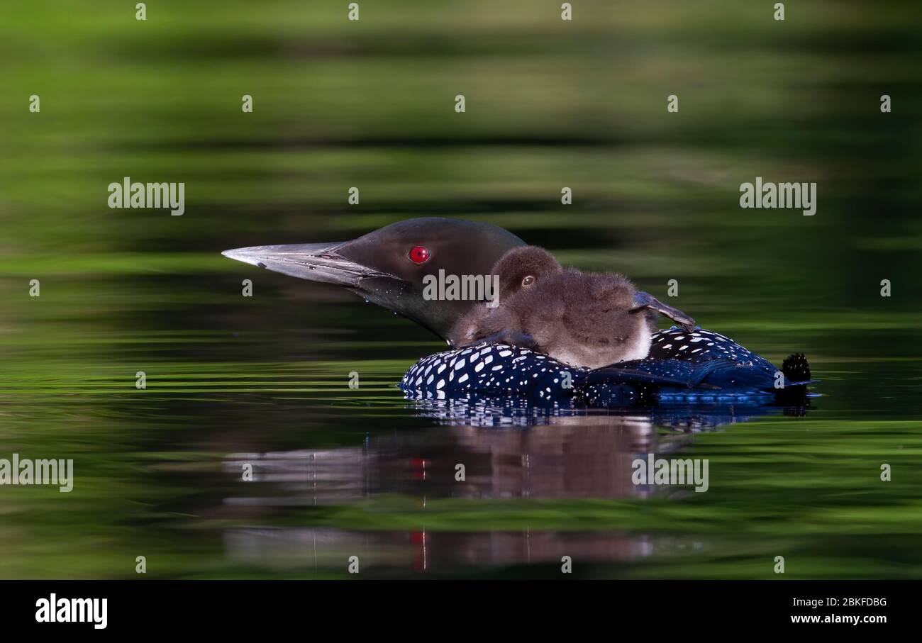 Common Loon (Gavia immer) en gros plan, en nageant avec une poussin sur le dos, sur Buck Lake, ont., Canada Banque D'Images