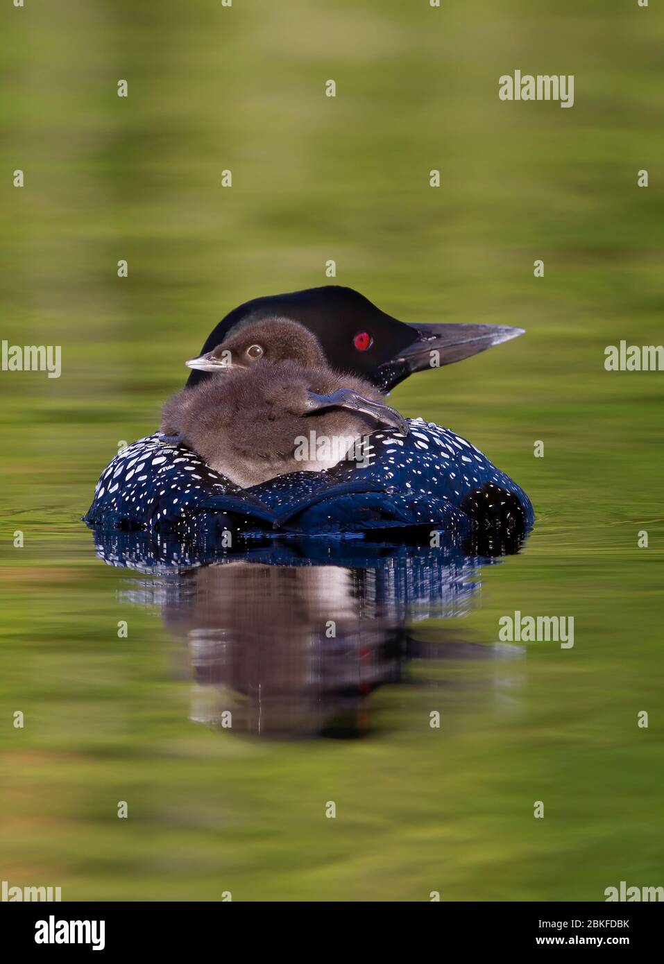 Common Loon (Gavia immer) en gros plan, en nageant avec une poussin sur le dos, sur Buck Lake, ont., Canada Banque D'Images