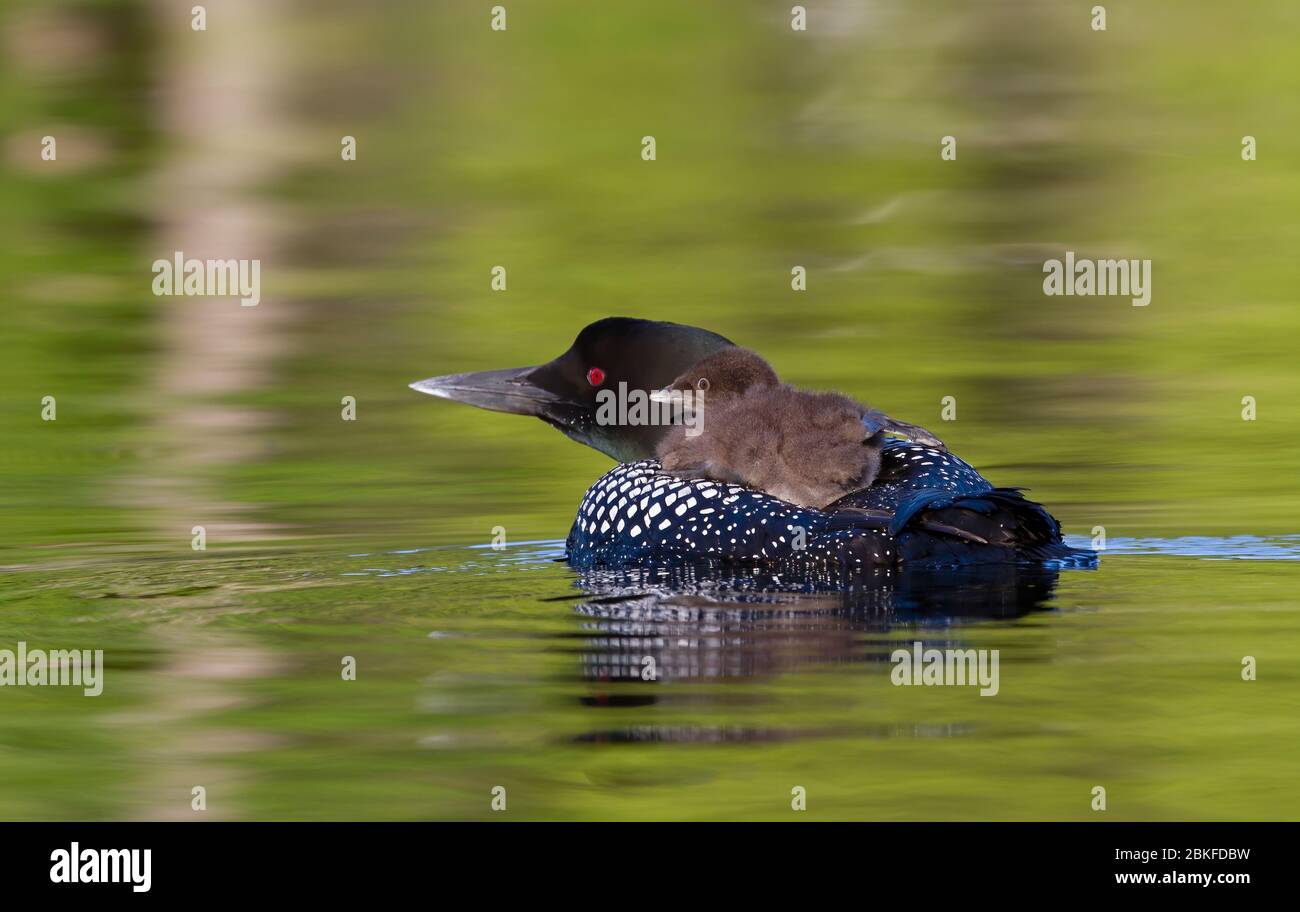Common Loon (Gavia immer) en gros plan, en nageant avec une poussin sur le dos, sur Buck Lake, ont., Canada Banque D'Images