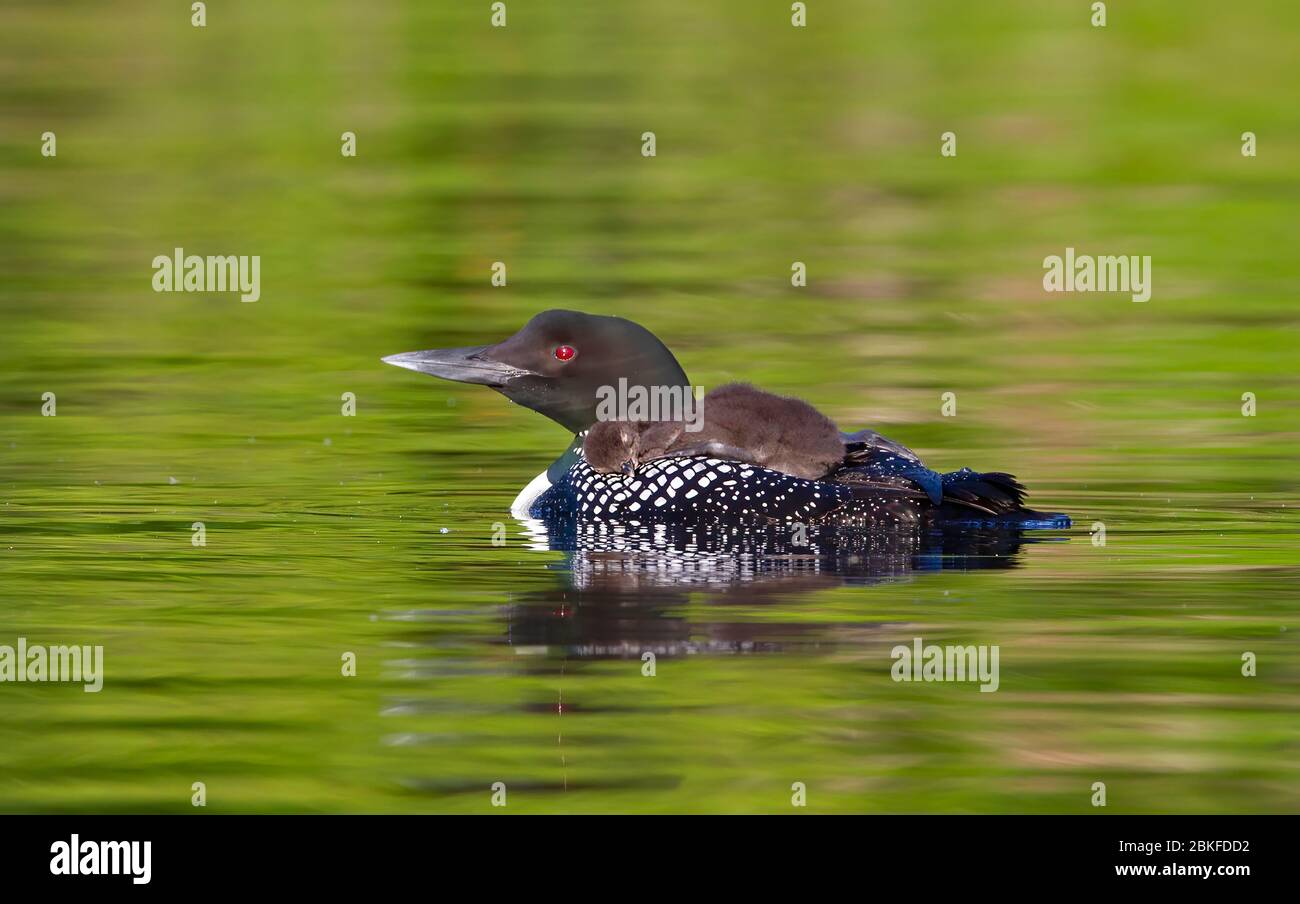 Common Loon (Gavia immer) en gros plan, en nageant avec une poussin sur le dos, sur Buck Lake, ont., Canada Banque D'Images