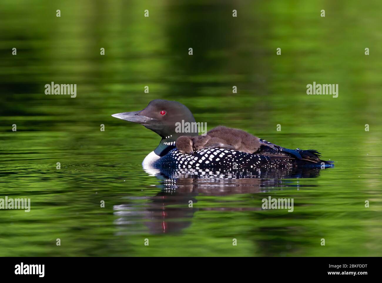 Common Loon (Gavia immer) en gros plan, en nageant avec une poussin sur le dos, sur Buck Lake, ont., Canada Banque D'Images