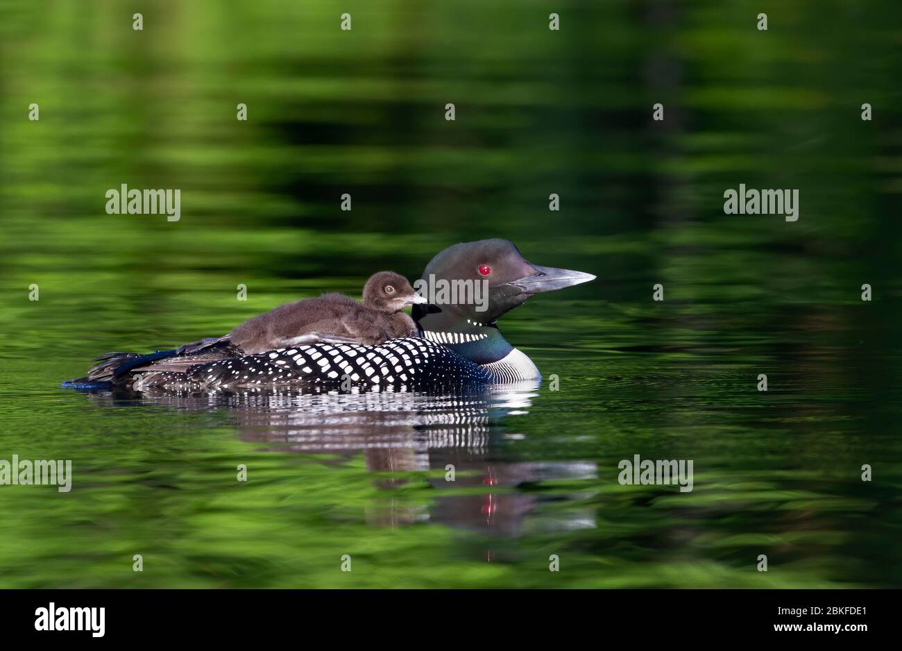 Common Loon (Gavia immer) en gros plan, en nageant avec une poussin sur le dos, sur Buck Lake, ont., Canada Banque D'Images