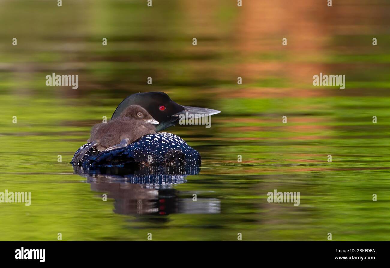Common Loon (Gavia immer) en gros plan, en nageant avec une poussin sur le dos, sur Buck Lake, ont., Canada Banque D'Images