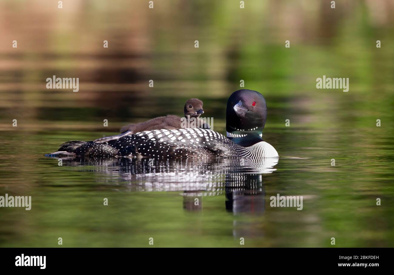 Common Loon (Gavia immer) en gros plan, en nageant avec une poussin sur le dos, sur Buck Lake, ont., Canada Banque D'Images