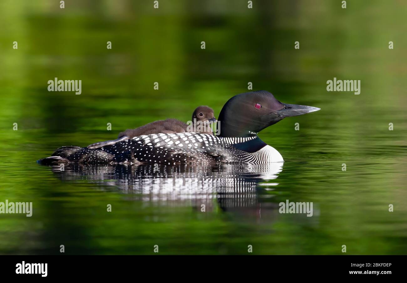 Common Loon (Gavia immer) en gros plan, en nageant avec une poussin sur le dos, sur Buck Lake, ont., Canada Banque D'Images