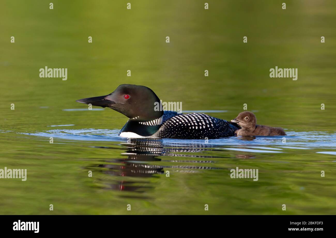 Le Loon commun (Gavia immer) nageant avec la poussin à ses côtés sur le lac Buck, Ontario, Canada Banque D'Images