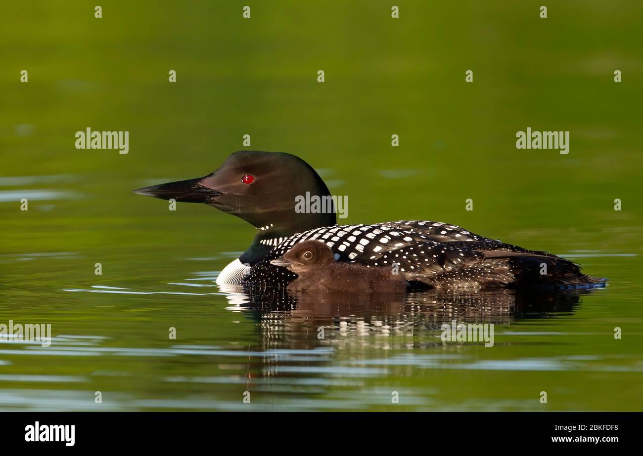 Le Loon commun (Gavia immer) nageant avec la poussin à ses côtés sur le lac Buck, Ontario, Canada Banque D'Images
