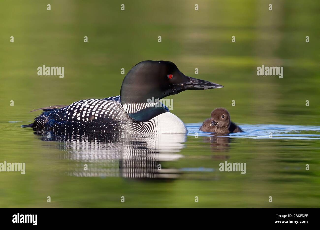 Le Loon commun (Gavia immer) nageant avec la poussin à ses côtés sur le lac Buck, Ontario, Canada Banque D'Images