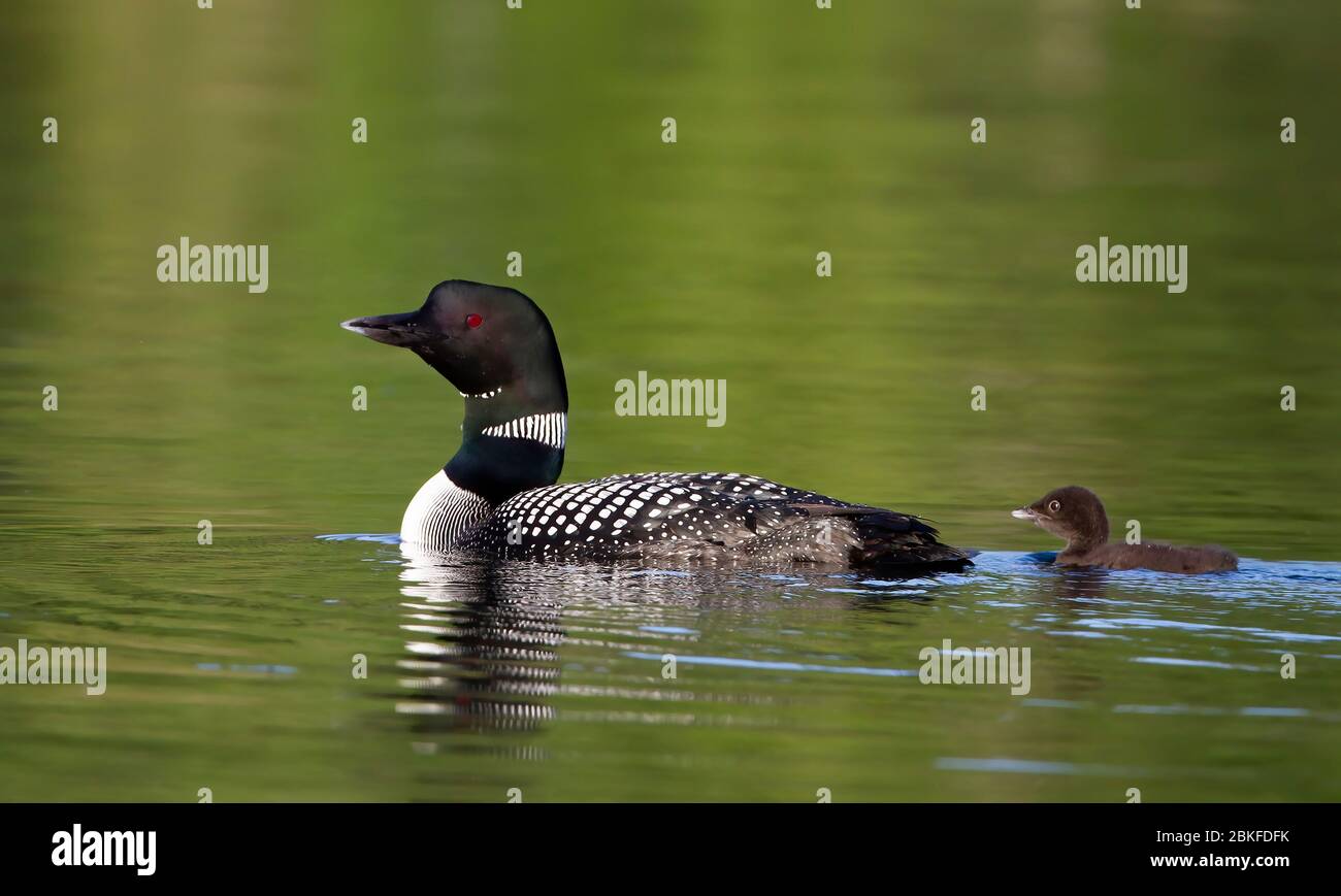 Le Loon commun (Gavia immer) nageant avec la poussin à ses côtés sur le lac Buck, Ontario, Canada Banque D'Images