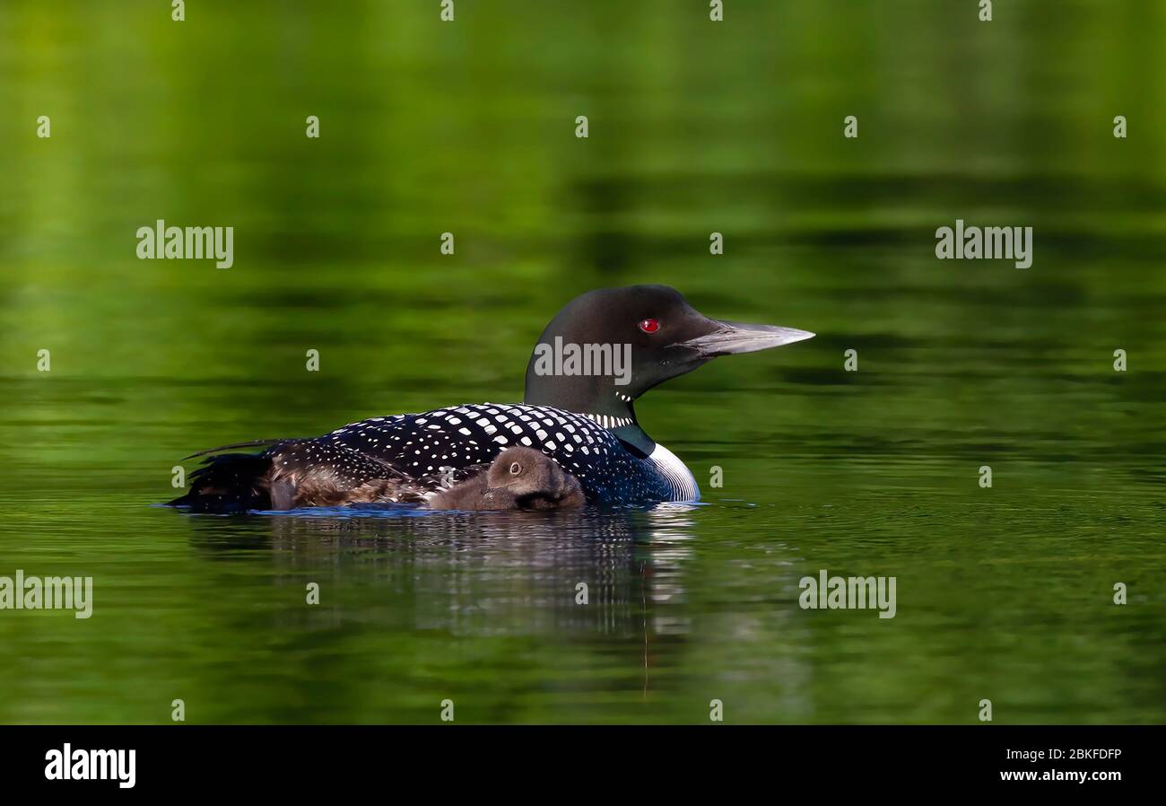 Le Loon commun (Gavia immer) nageant avec la poussin à ses côtés sur le lac Buck, Ontario, Canada Banque D'Images