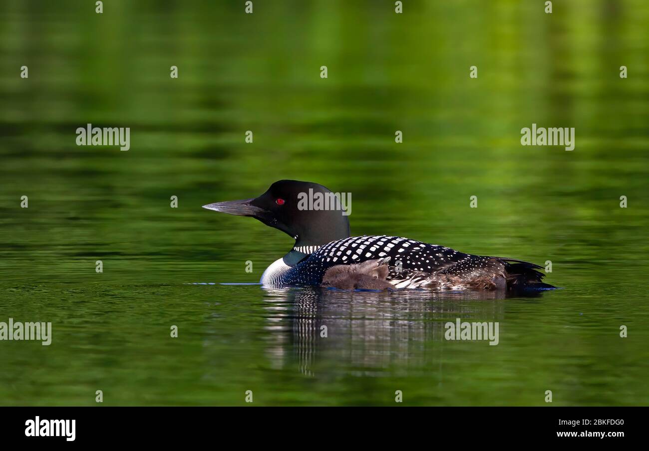 Le Loon commun (Gavia immer) nageant avec la poussin à ses côtés sur le lac Buck, Ontario, Canada Banque D'Images