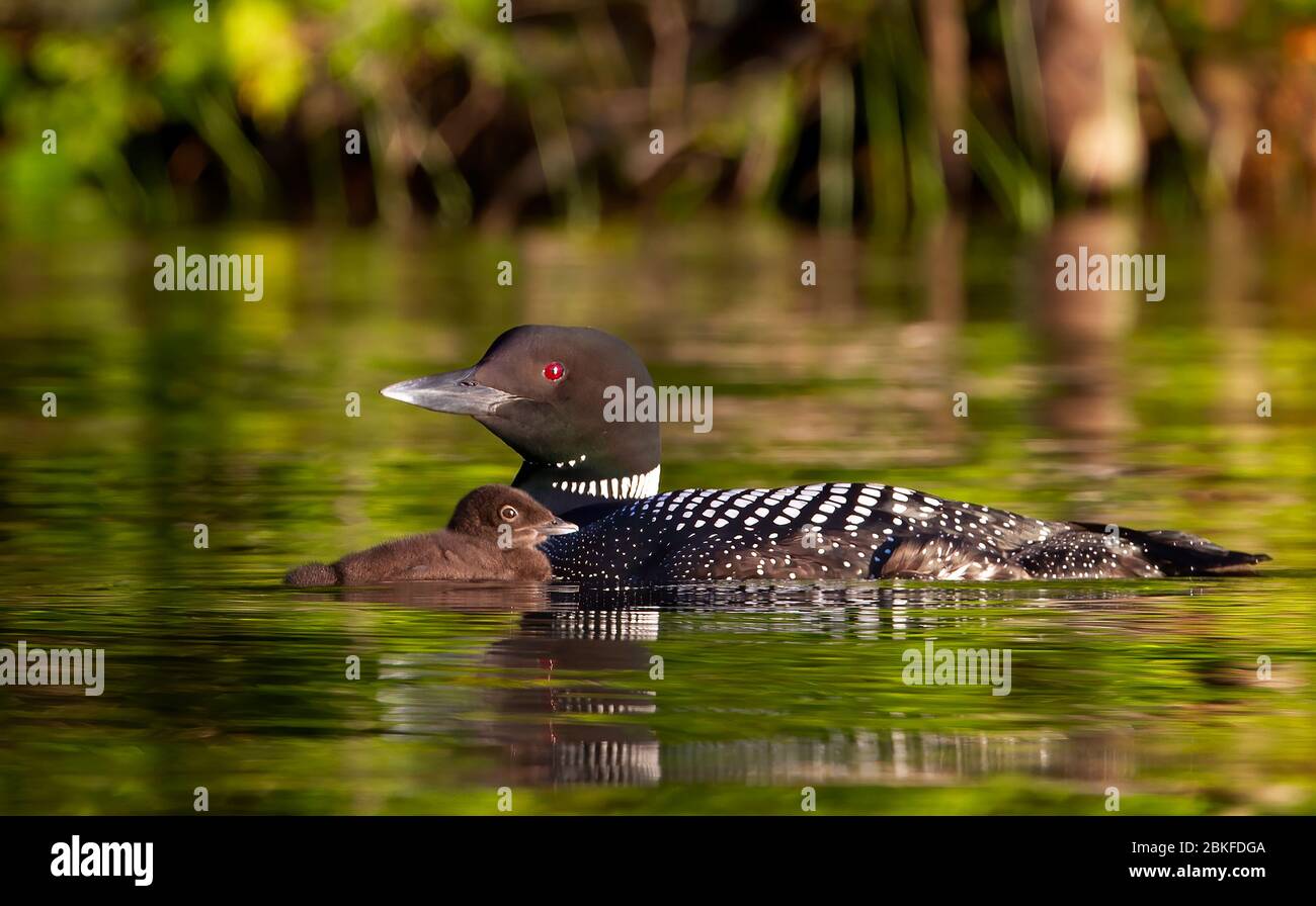 Le Loon commun (Gavia immer) nageant avec la poussin à ses côtés sur le lac Buck, Ontario, Canada Banque D'Images