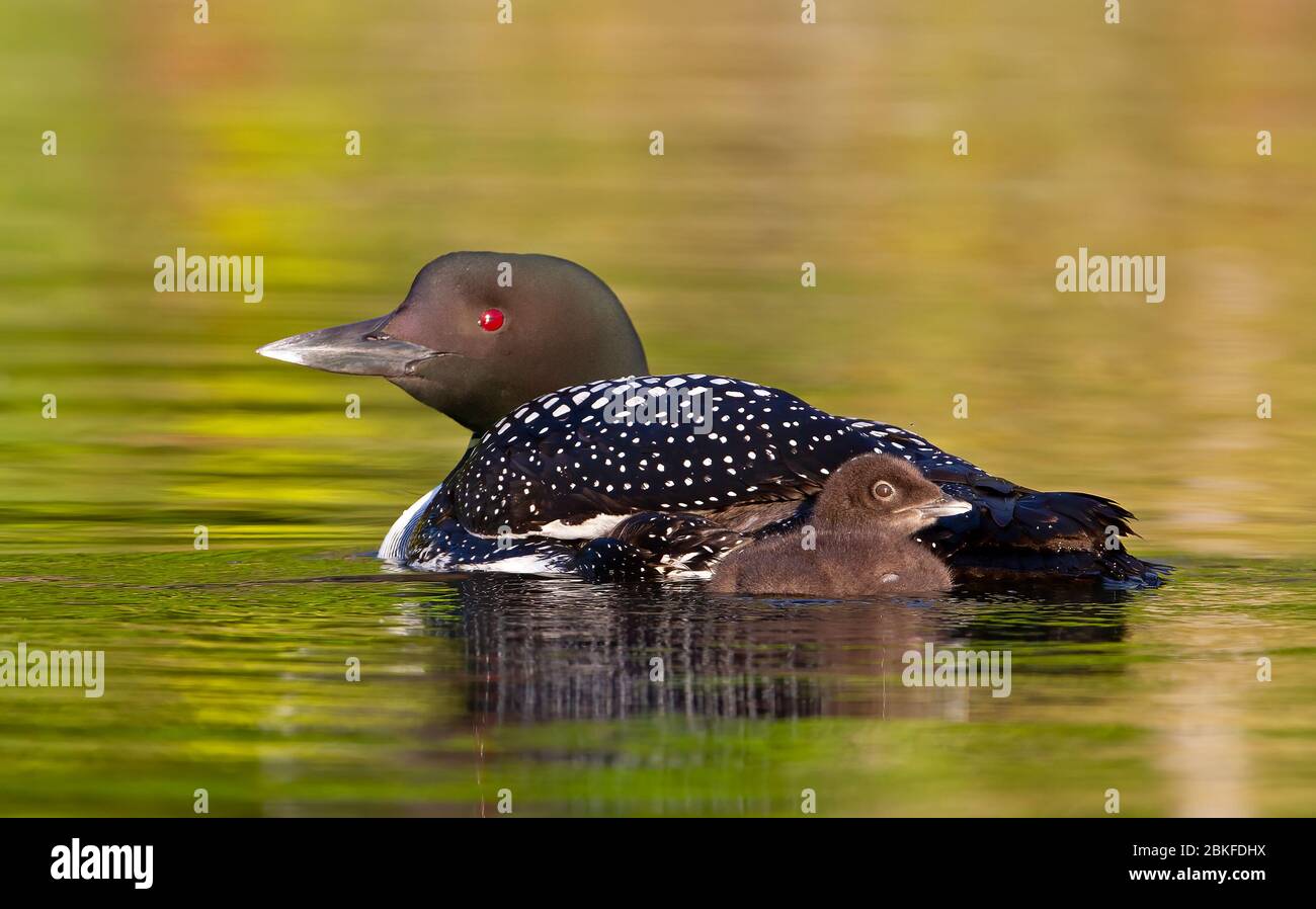Le Loon commun (Gavia immer) nageant avec la poussin à ses côtés sur le lac Buck, Ontario, Canada Banque D'Images
