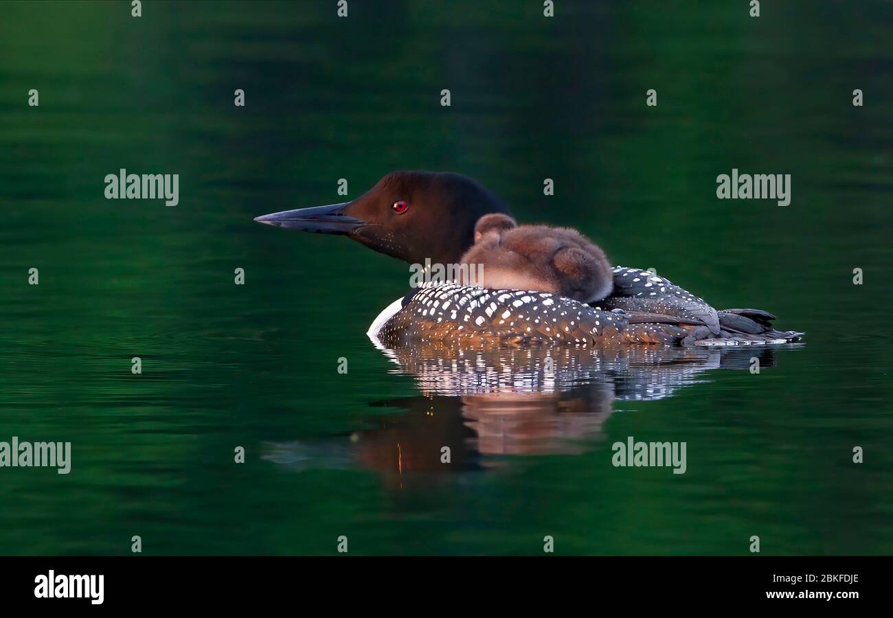 Common Loon (Gavia immer) en gros plan, en nageant avec une poussin sur le dos, sur Buck Lake, ont., Canada Banque D'Images