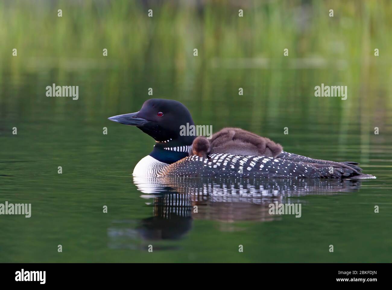 Common Loon (Gavia immer) en gros plan, en nageant avec une poussin sur le dos, sur Buck Lake, ont., Canada Banque D'Images