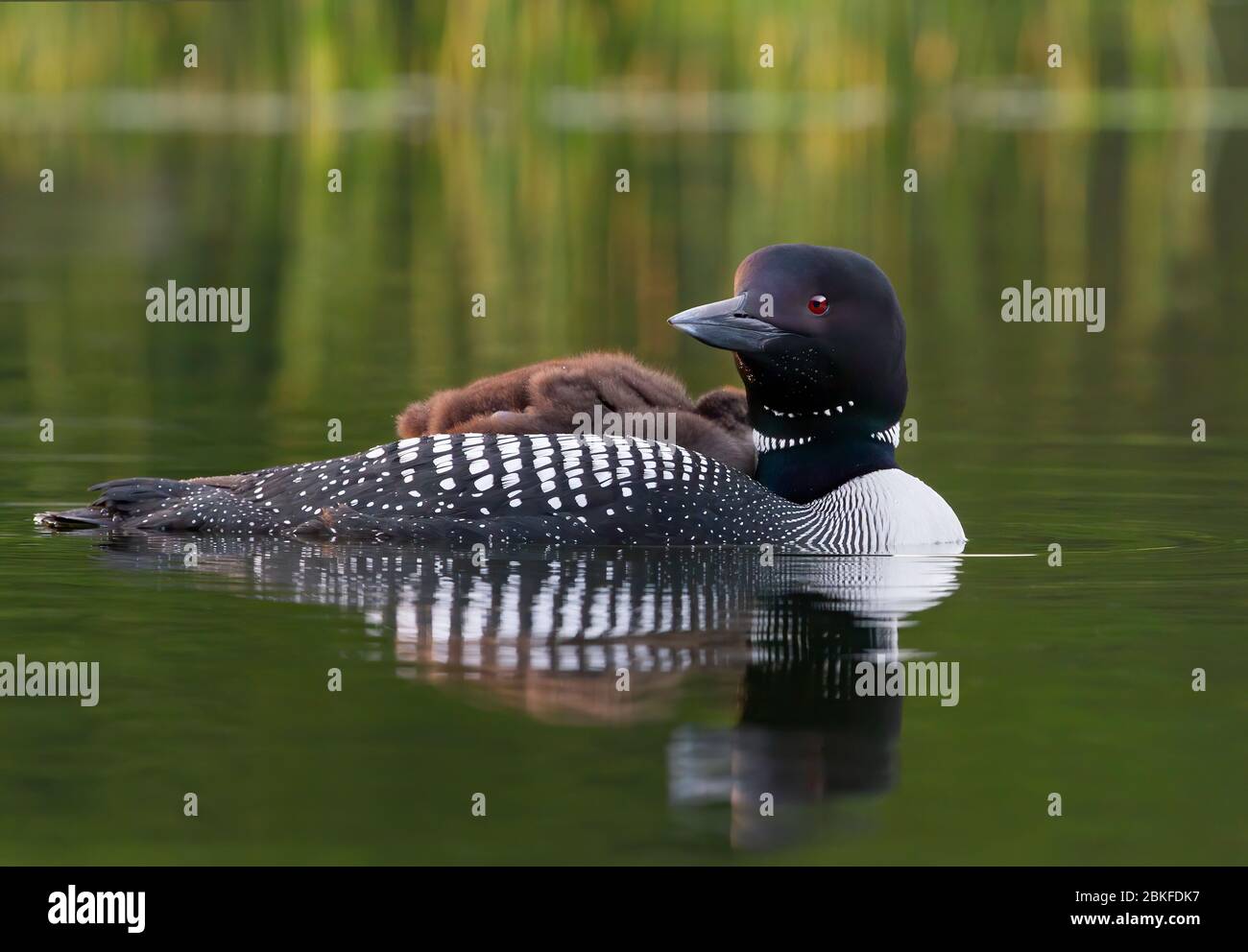 Common Loon (Gavia immer) en gros plan, en nageant avec une poussin sur le dos, sur Buck Lake, ont., Canada Banque D'Images