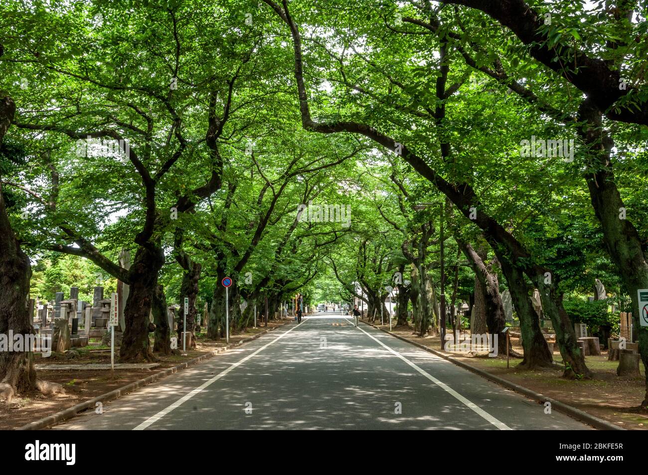 Arbres de rue de Tokyo, Japon Banque D'Images