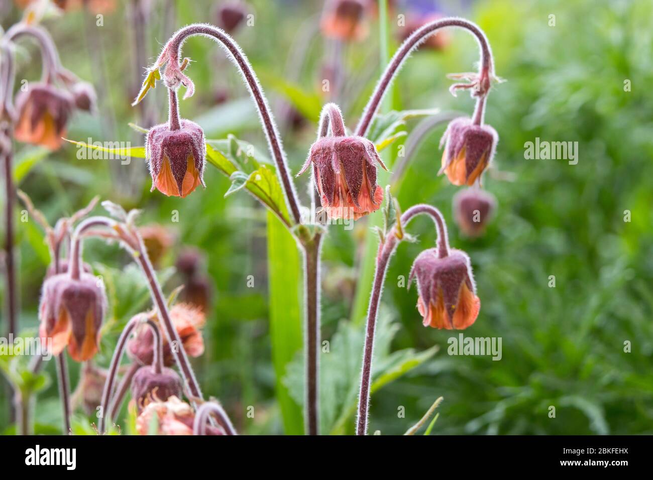 Water Aven (Geum rivale) Flowers UK Banque D'Images