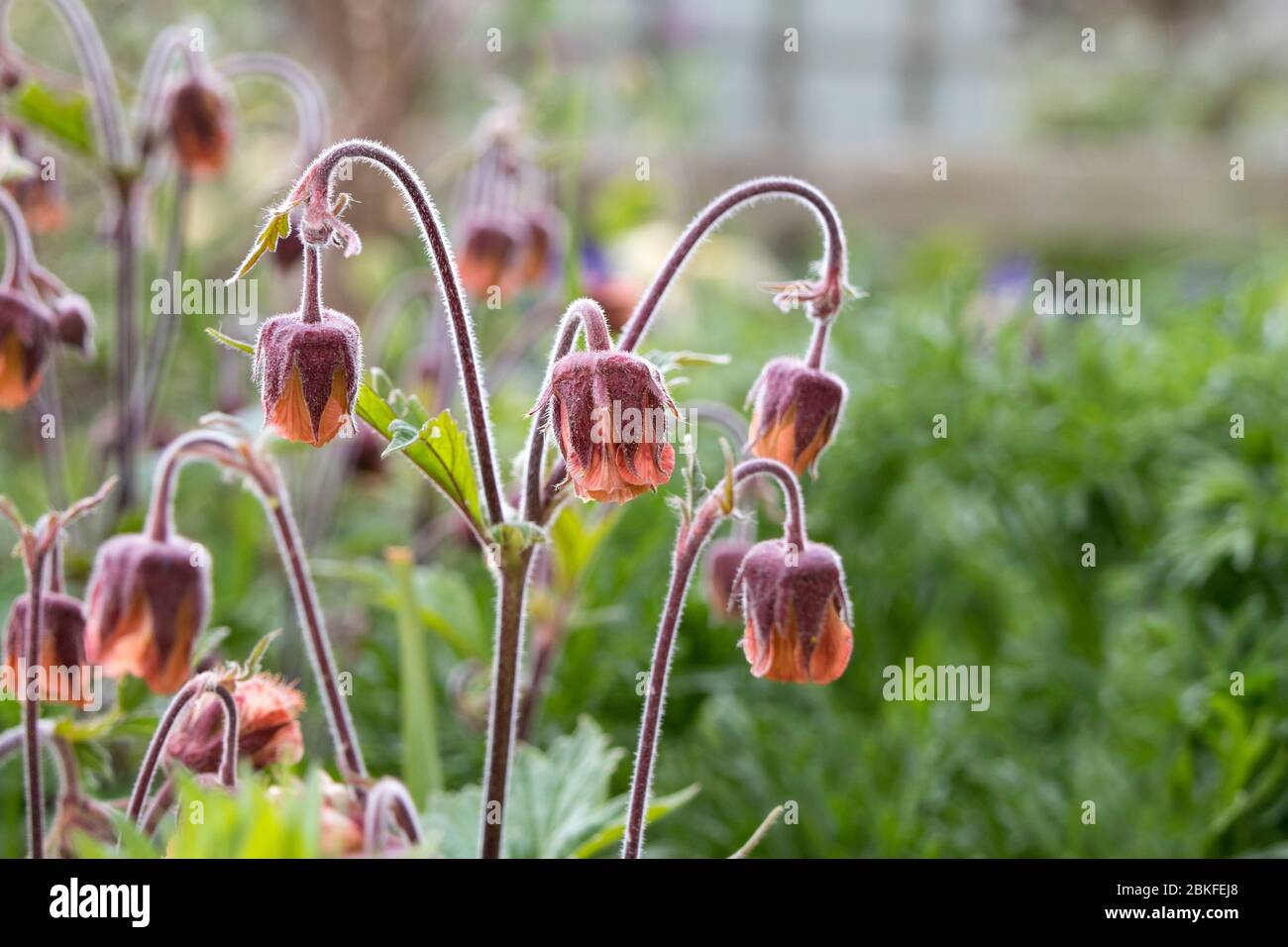 Water Aven (Geum rivale) Flowers UK Banque D'Images