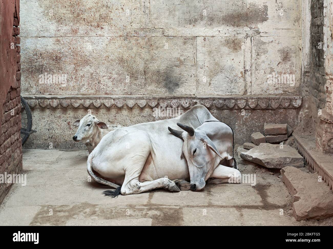 Les vaches, Varanasi, Inde Banque D'Images