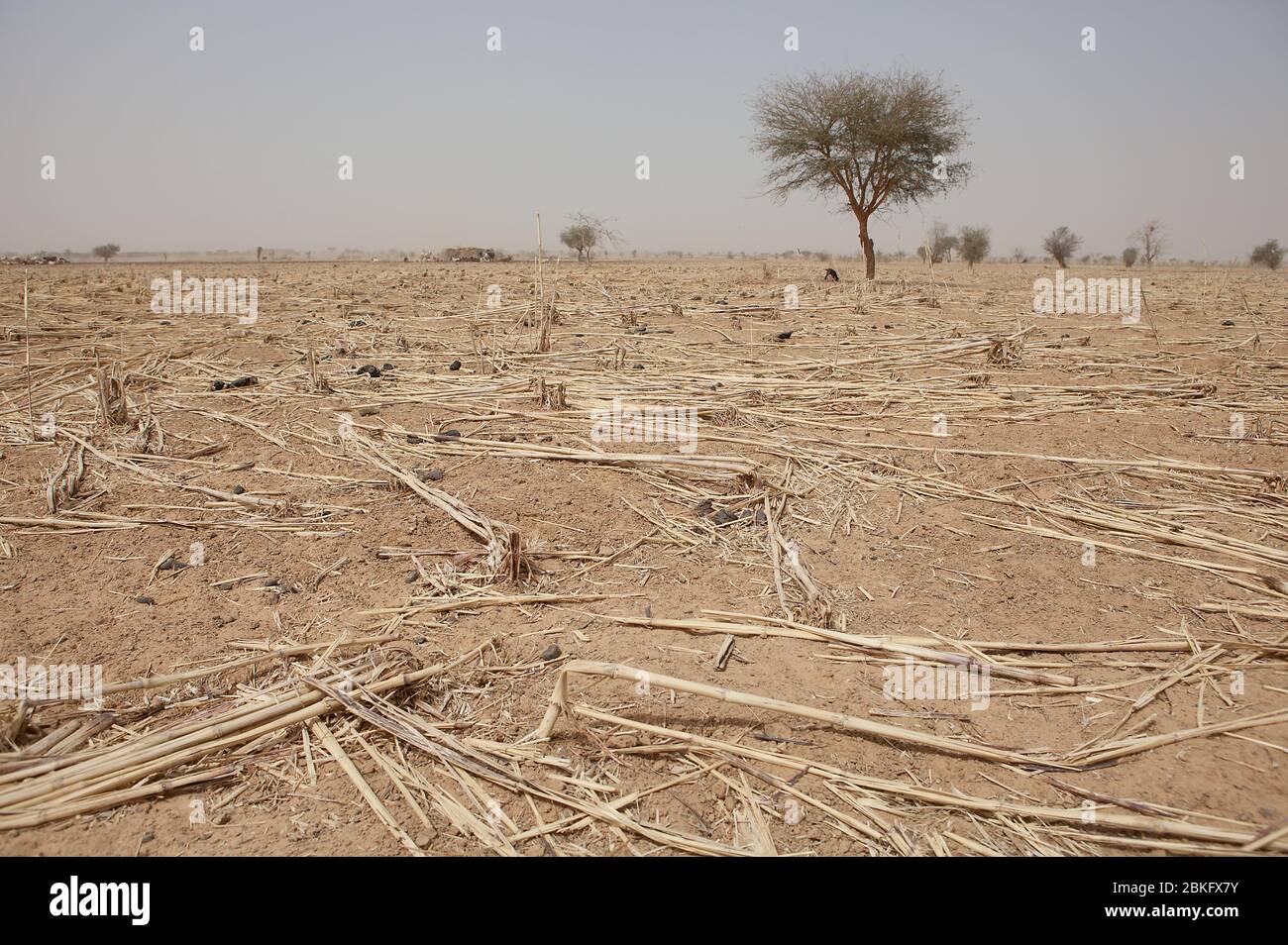 Burkina Faso, Sahel, Afrique de l'Ouest Banque D'Images