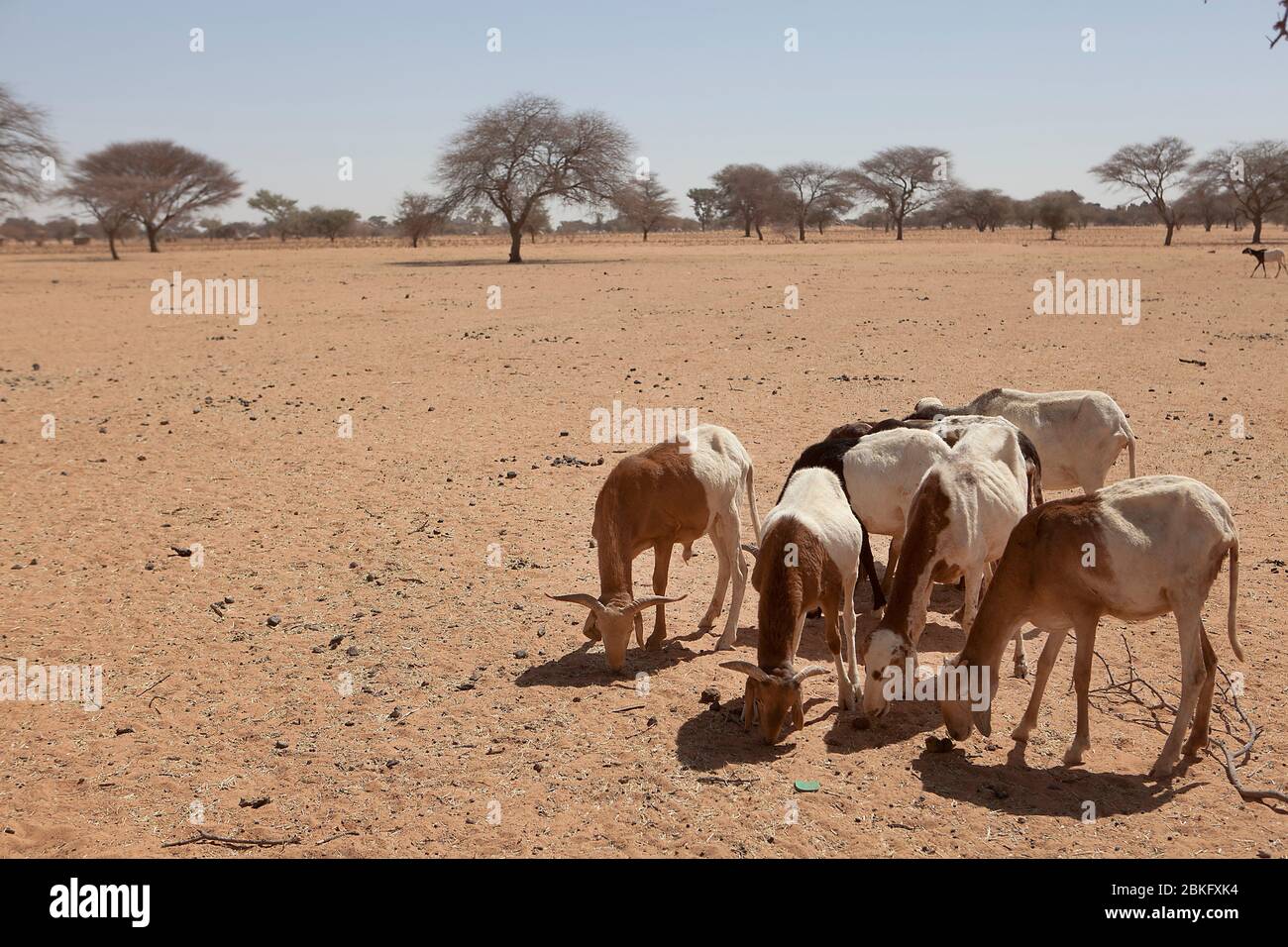 Burkina Faso, Sahel, Afrique de l'Ouest Banque D'Images