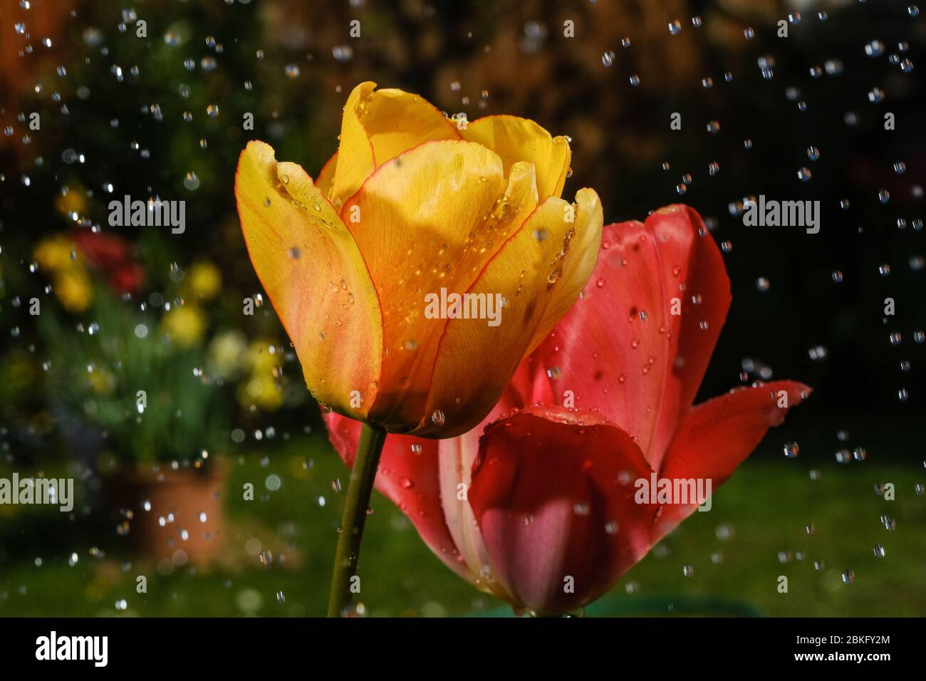 Tulipes rouges et jaunes dans le jardin au printemps Banque D'Images