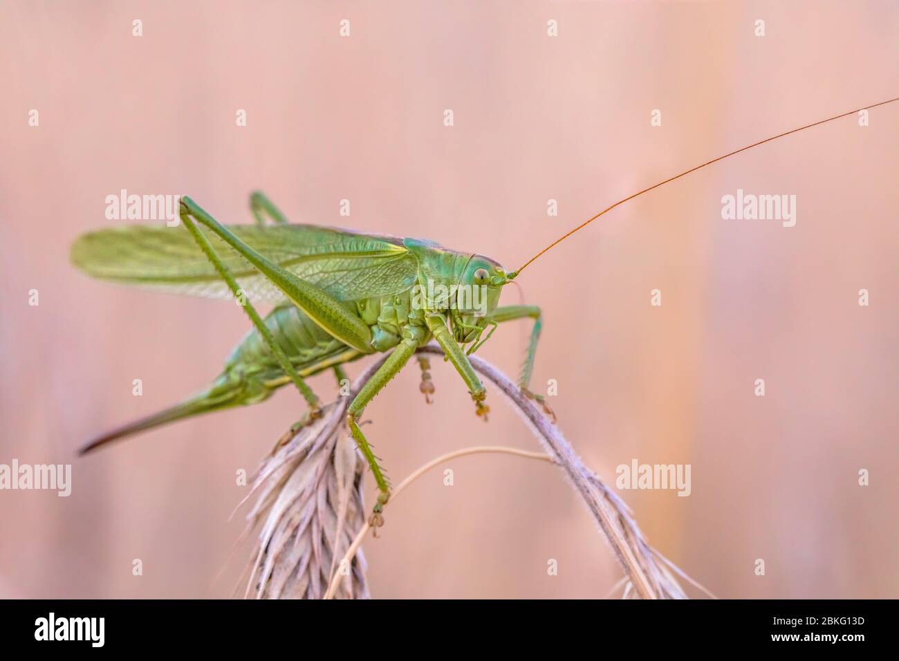 Grand cricket vert de brousse (Tettigonia viridissima) perché sur la branche dans le champ de grain. Banque D'Images