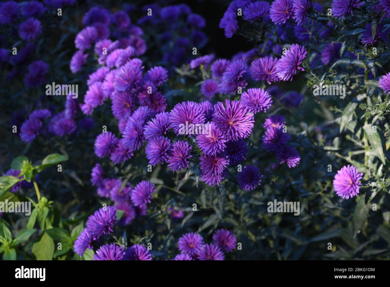 Petit Petit Bush Violet De Fleurs Roses Dans Le Jardin De La Maison Image De Concept De Jardinage Fond De Carte De Fleurs Pour Joyeux Anniversaire Ou Saint Valentin Photo Stock Alamy