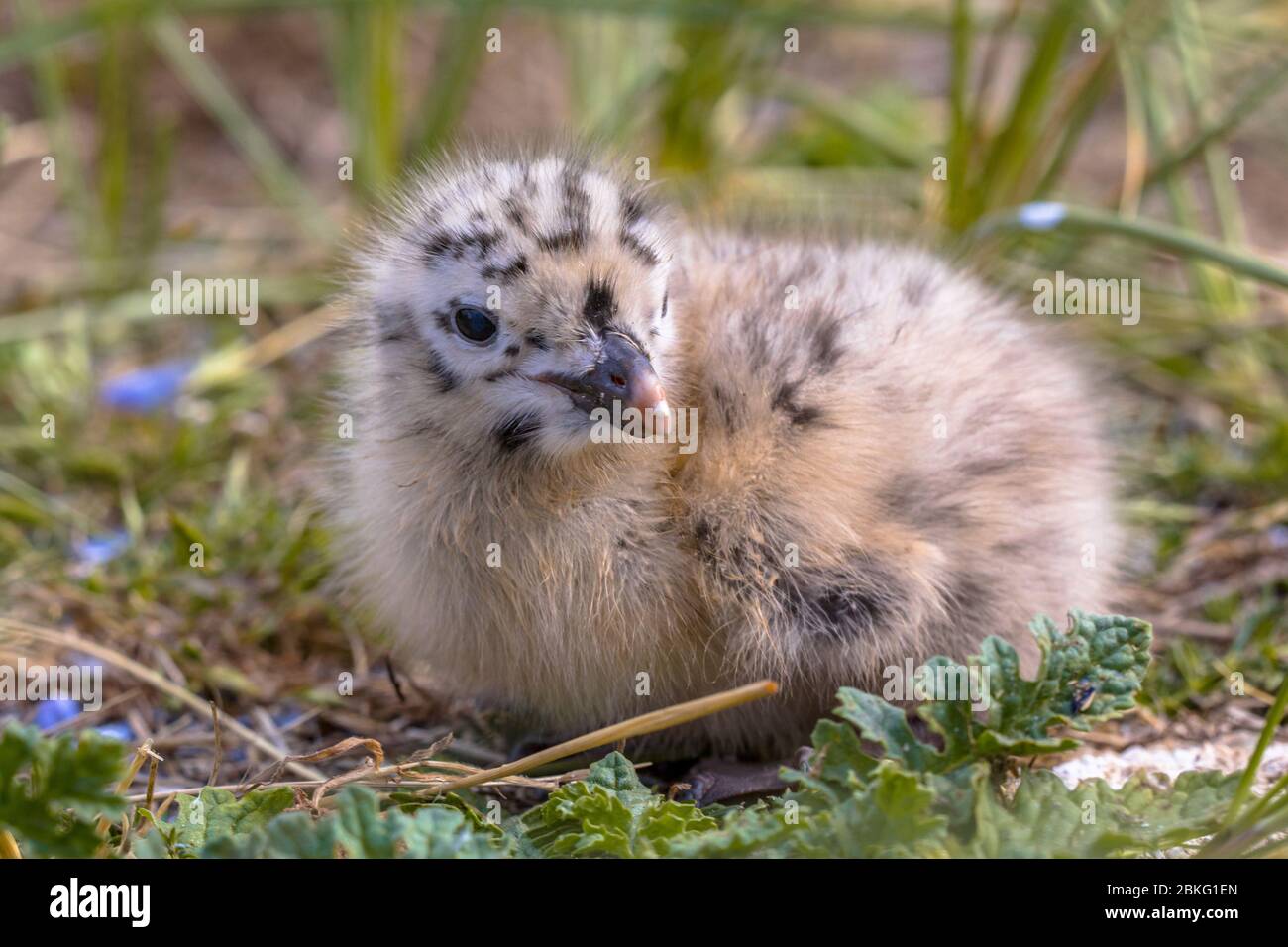 Poussette du hareng européen (Larus argentatus) regardant la caméra Banque D'Images