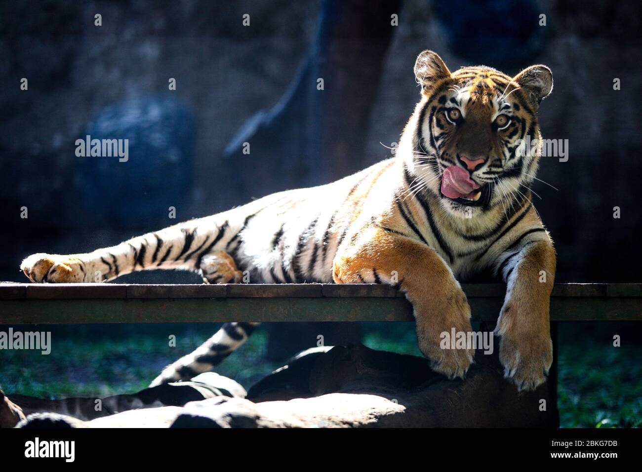 Bandung, Indonésie. 04 mai 2020. Un tigre est dans la cage au zoo de Bandung, Java Ouest, Indonésie, 4 mai 2020. Sur la base des données de la Société indonésienne du zoo, en tenant compte de 92,11 pour cent du zoo ne peut durer que moins d'un mois pour répondre aux besoins de la pandémie de Covid-19. Pendant ce temps, la population totale du zoo atteint 70 mille queues, soit 4 912 espèces endémiques, parmi lesquelles le statut est phare. (Photo d'Agvi Firdaus/INA photo Agency/Sipa USA) crédit: SIPA USA/Alay Live News Banque D'Images
