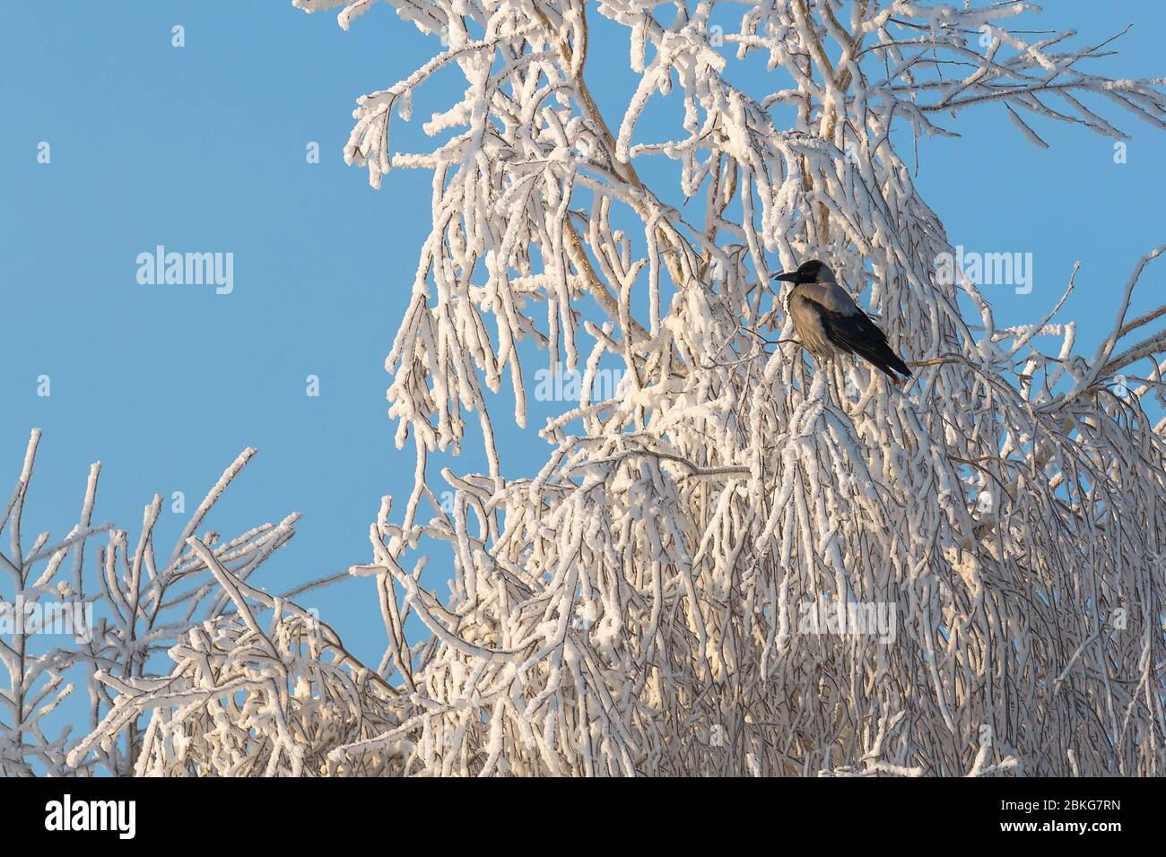 Un Nid D'oiseau Sur Un Arbre D'hiver. Image stock - Image du noir