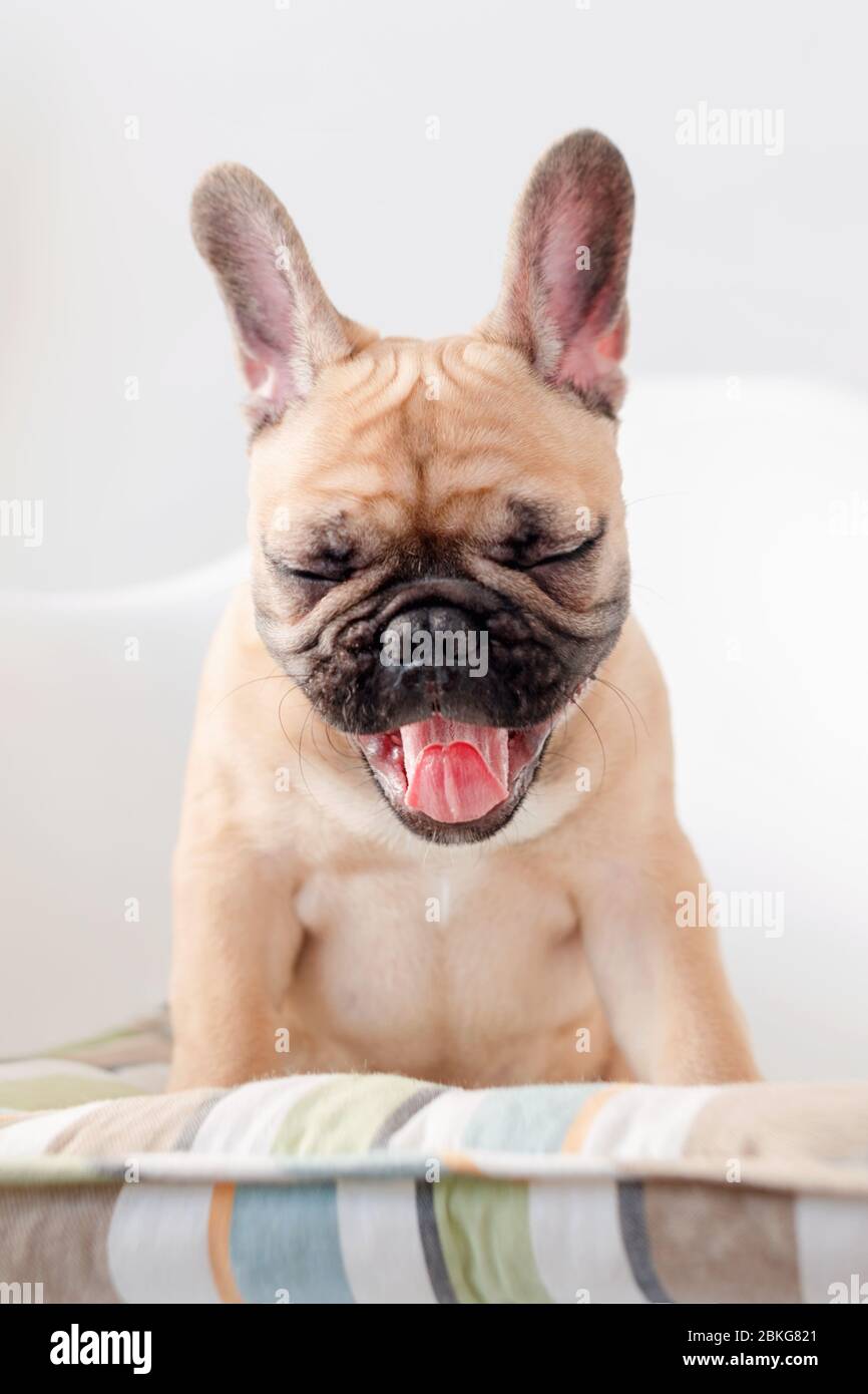 Le buldog français est assis sur une chaise et des licks regardant la caméra. Chien en attente de nourriture dans la cuisine Banque D'Images
