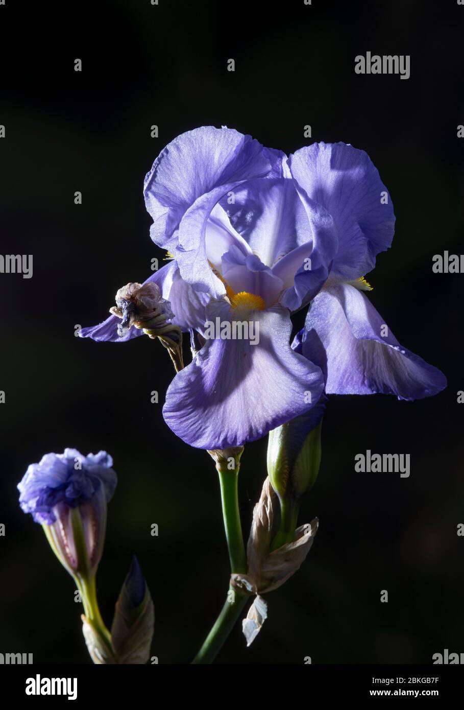 Londres, Royaume-Uni. 4 mai 2020. Le 42 e jour de maintien du Coronavirus au Royaume-Uni, et après des semaines de temps chaud et ensoleillé, la fleur de jardin du printemps est en plein essor. Image de l'iris violet vif de plus en plus vif prise en lumière du soleil avec l'ajout de flash rétroéclairé crée un portrait presque studio de la fleur sur un fond de feuillage plus sombre. Crédit: Malcolm Park/Alay Live News. Banque D'Images