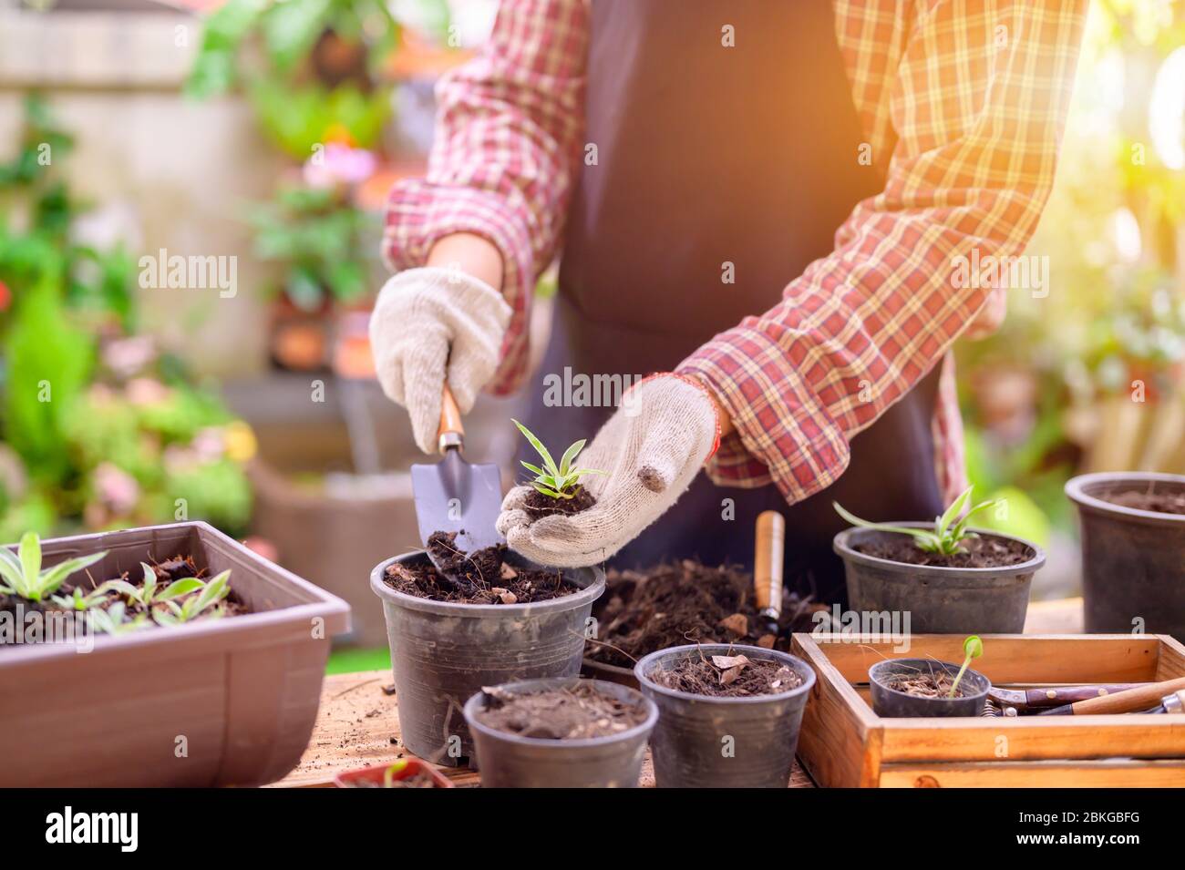 Jardinier plantant l'arbre et la croissance. Maison jardinage nature et environnement passe-temps. Détendez-vous et rédétendez-vous pendant la saison de récolte du printemps à la maison. Banque D'Images