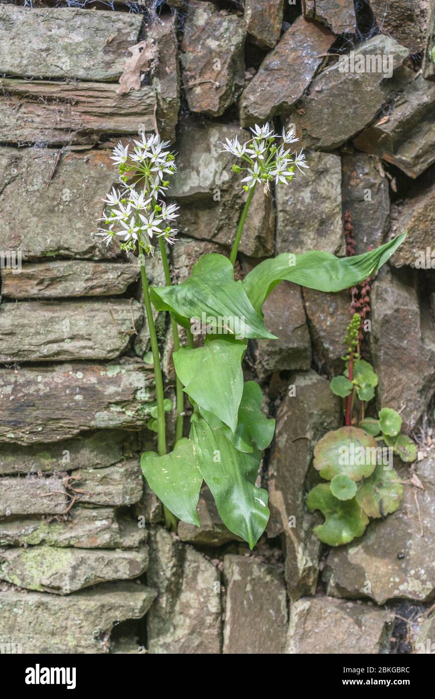 Feuilles et fleurs blanches de Ramsons, plante sauvage à l'ail / Allium ursinum - plante sauvage comestible fourragée. Généralement pas trouvé croissant dans les murs. Banque D'Images