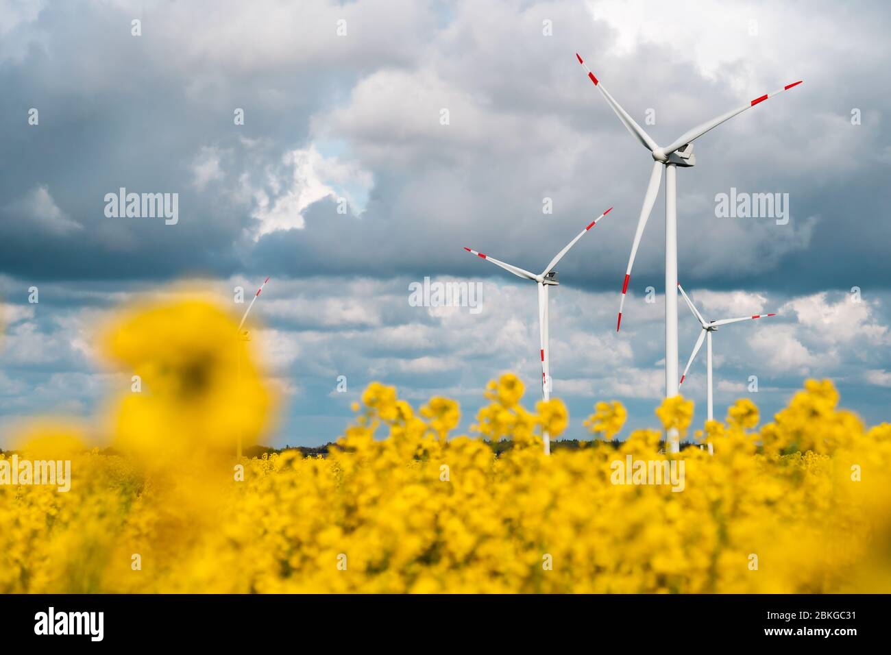 Windenergy, dans le nord de l'Allemagne, entouré par un champ de raps jaunes et un ciel bleu Banque D'Images