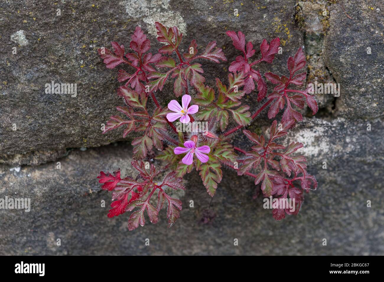 Floraison Herb-Robert (Gernaium robertianum) sur un mur de pierre du Peak District en mai, Angleterre Banque D'Images