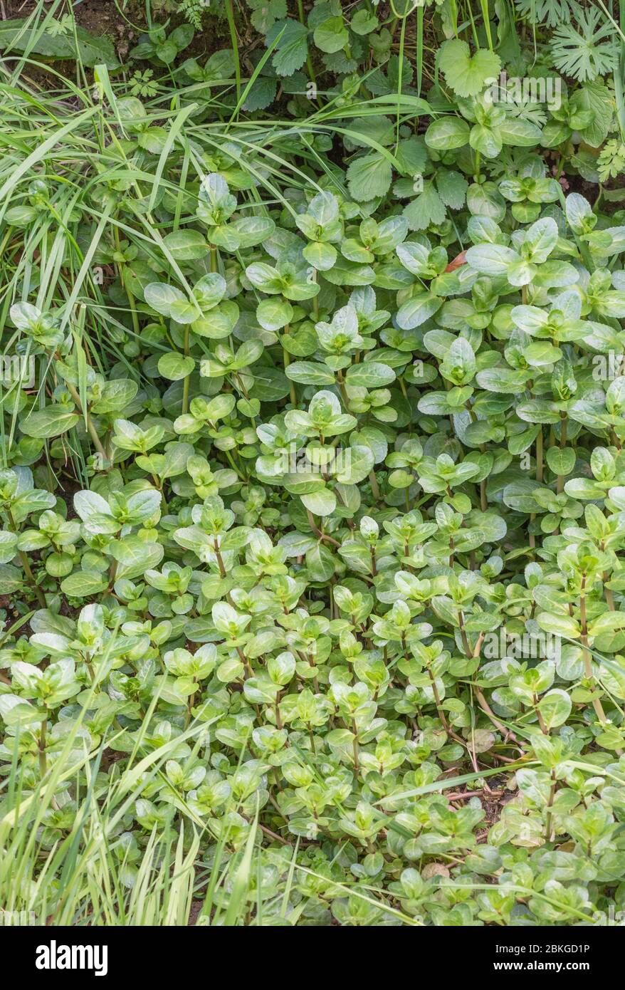 Brooklime / Veronica beccabunga feuilles croissant dans le fossé de drainage de bord de route inondé. Nourriture fourrée et de survie contenant de la vitamine C. une fois utilisée dans les remèdes Banque D'Images